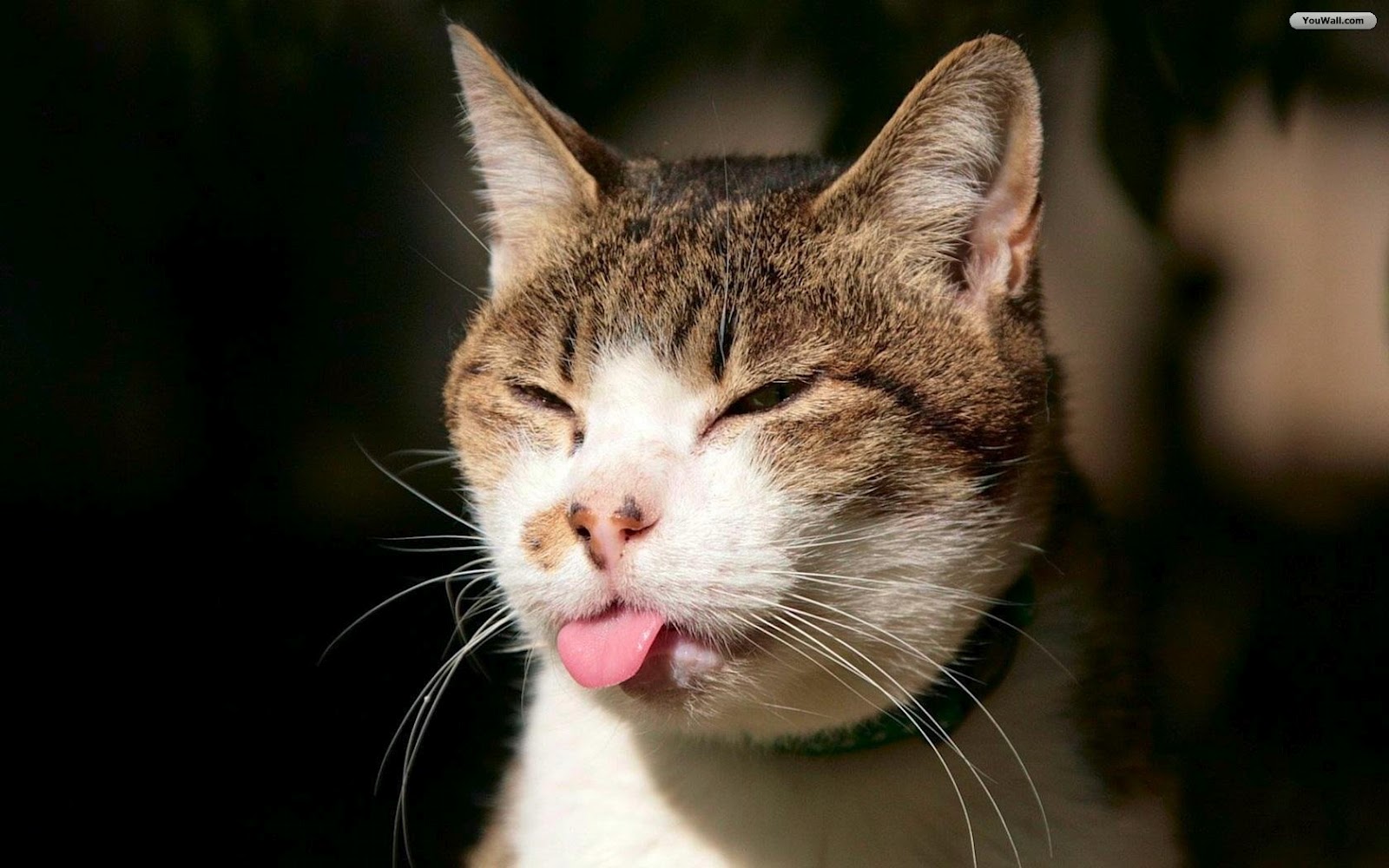 All About Funny: HD Funny Cat Wallpapers For Desktop