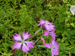 ���c���̃i�f�V�R