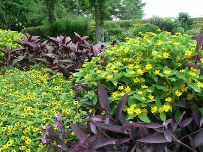 Rosetta McClain Gardens purple tradescantia and yellow rudbeckia annual bed by garden muses: a Toronto gardening blog