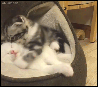 Funny Cat GIF • 2 snuzzy kitties; the first one wants to play but the other doesn't give a single fuck, haha Funny Cat GIF • 2 snuzzy kitties; the first one wants to play but the other doesn't give a single fuck, haha