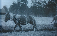 Orka, Polesie 1937