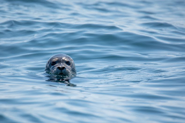 A shiny speckled seal bobbing in the water