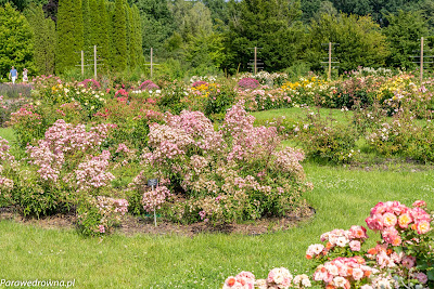 Powsin ogród botaniczny PAN róże