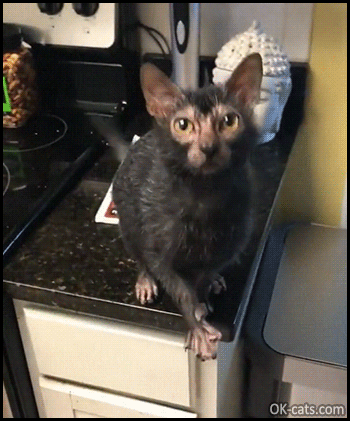 Weird cat GIF • Hungry and weird Lykoi cat meowing and begging for food. It's a werewolf Cat! [ok-cats.com]