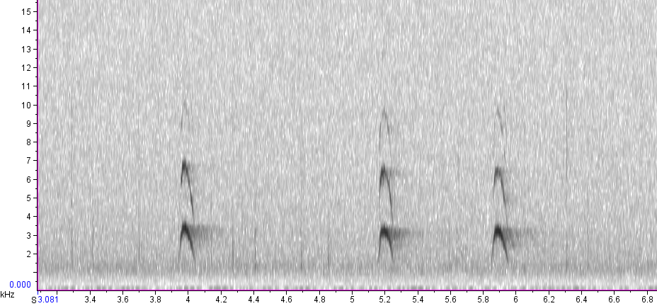 BIRD CALLS and SONGS: Woodpecker calls