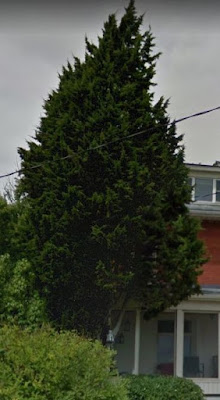 Future Plants By Randy Stewart Junipers For All Landscapes