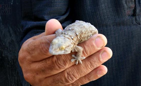 مالا تعرف عن البرص ذو الذيل الورقي مالا تعرف عن البرص ذو الذيل الورقي