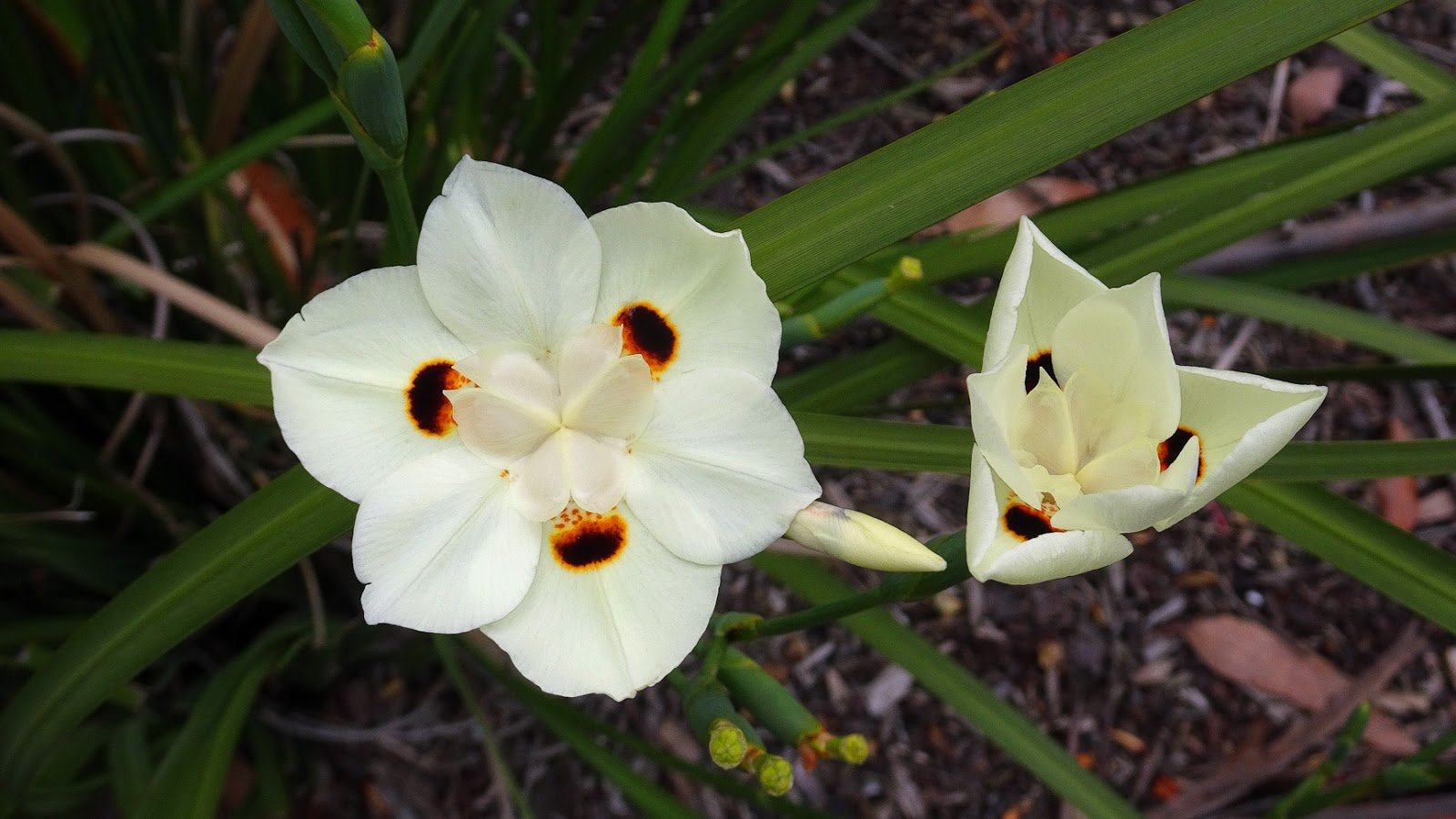 Loropetalum Chinese Fringe Flower Shrubs