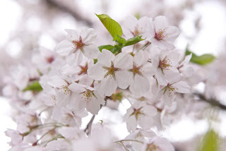 Sakura japan cherry blossom - цветение сакуры