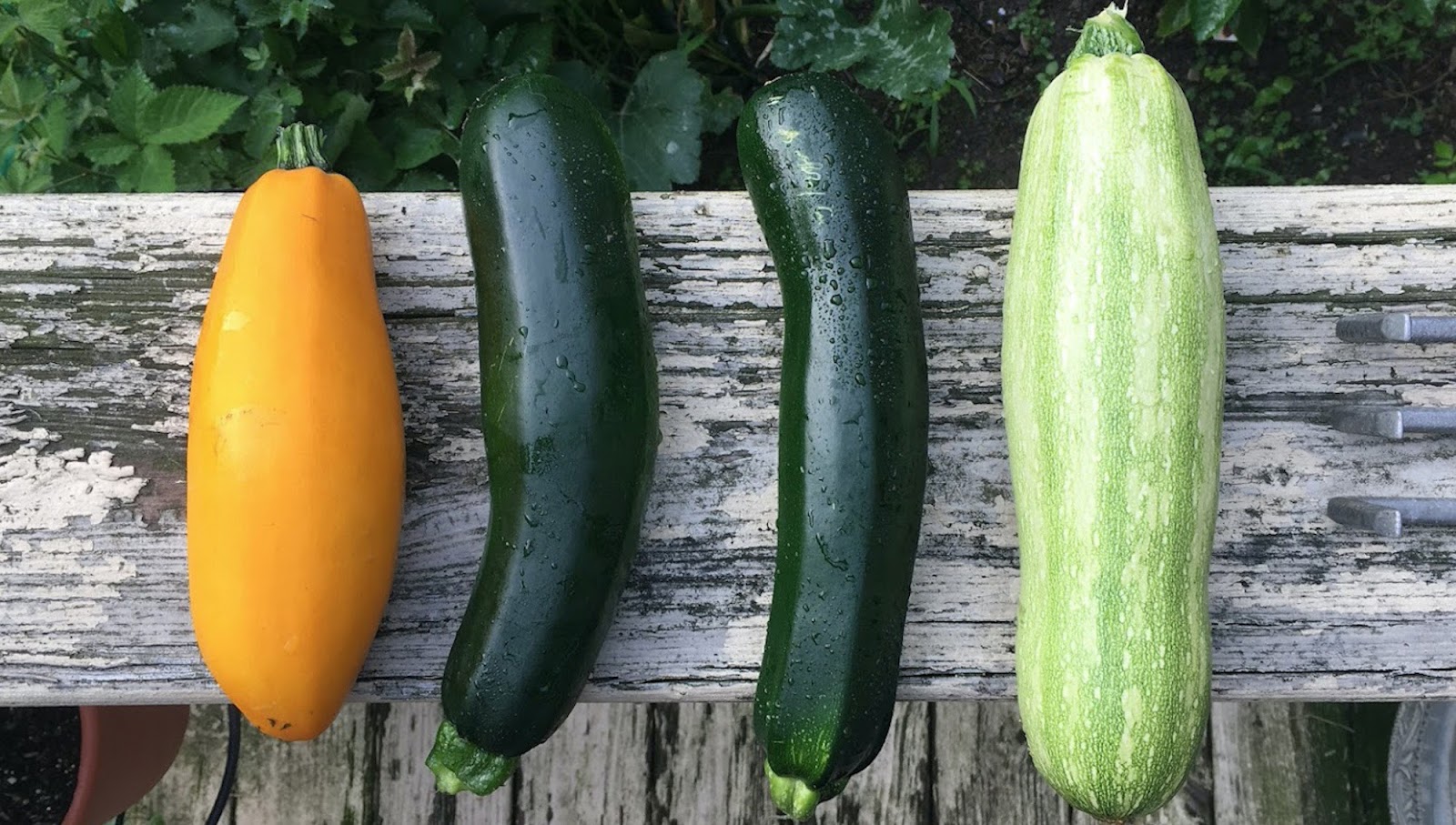 What is the difference between Summer and Winter squash?