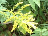 how to use natural dyes goldenrod nancy tranter