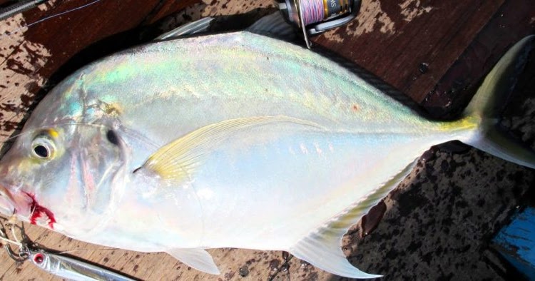 Tukar Tiub ANAK IKAN CERMIN