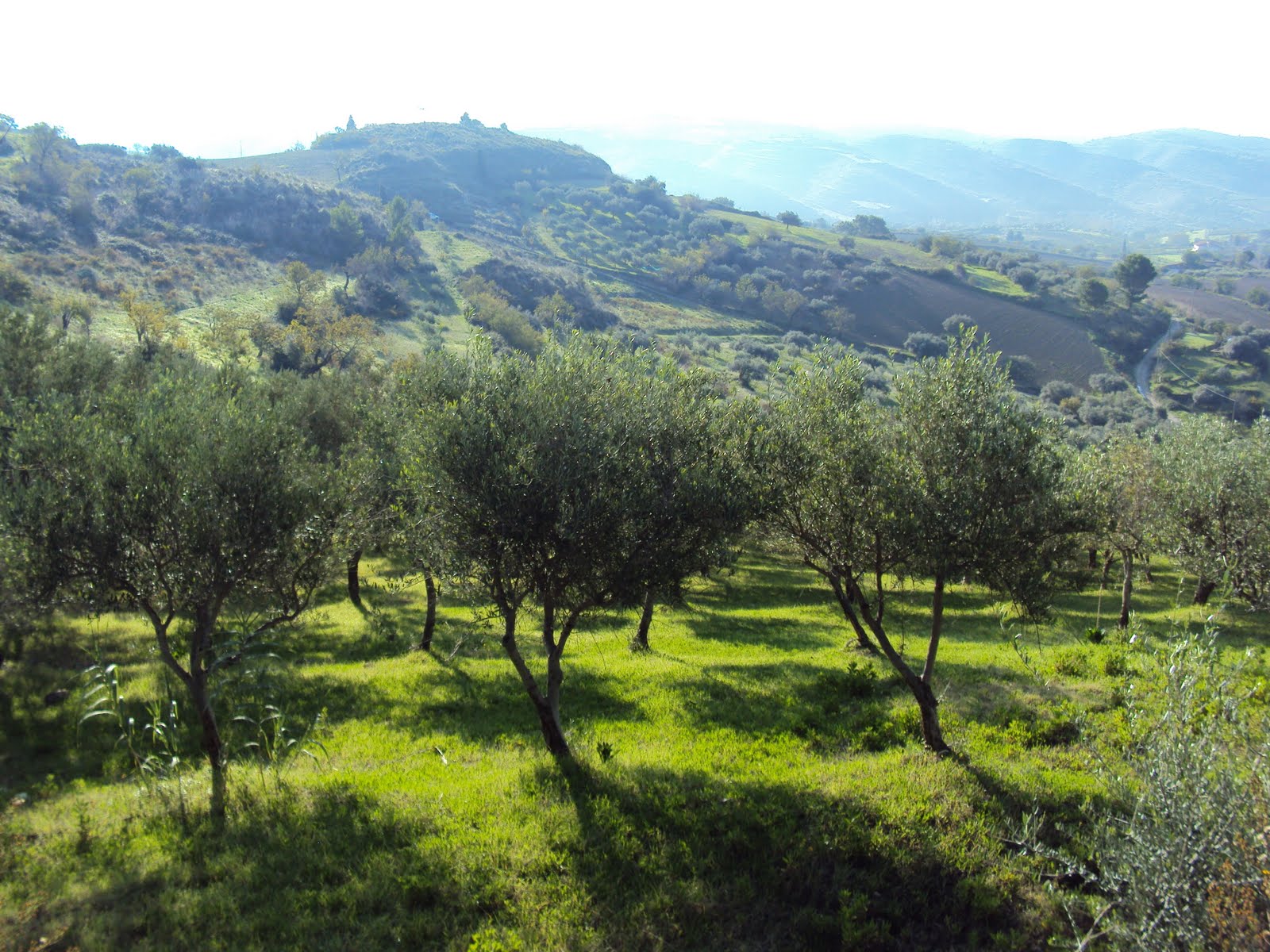 Sicilian Olive Grove for Sale Sicilian Olive Grove in Ragusa for Sale