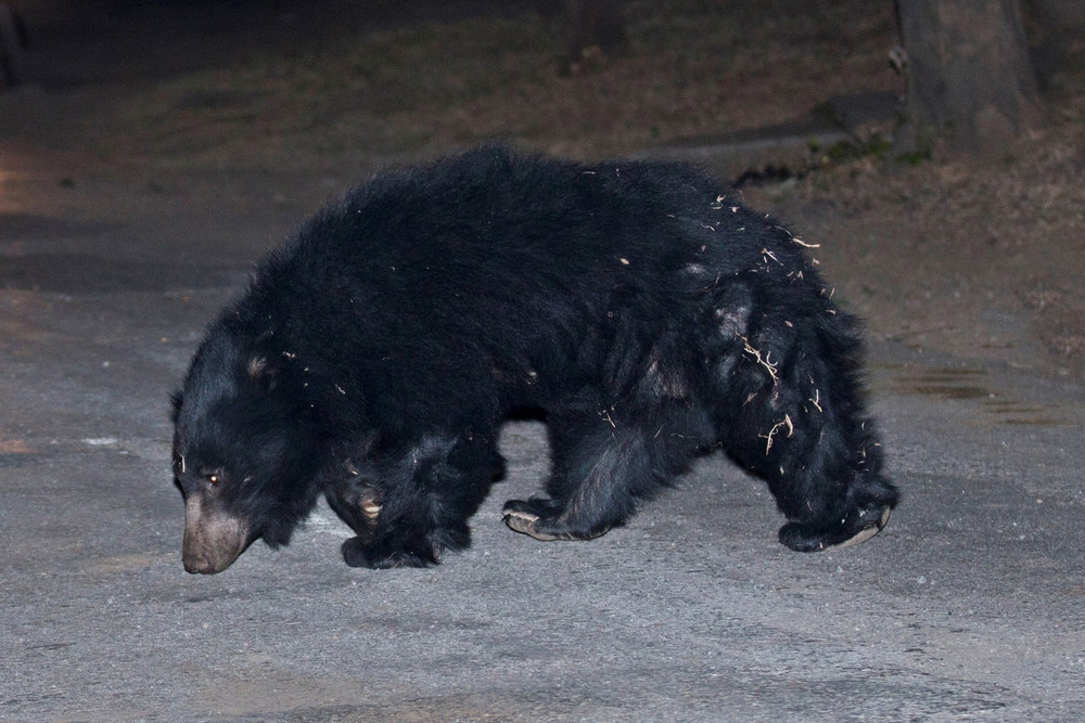 Shrinking Population of Sloth Bears
