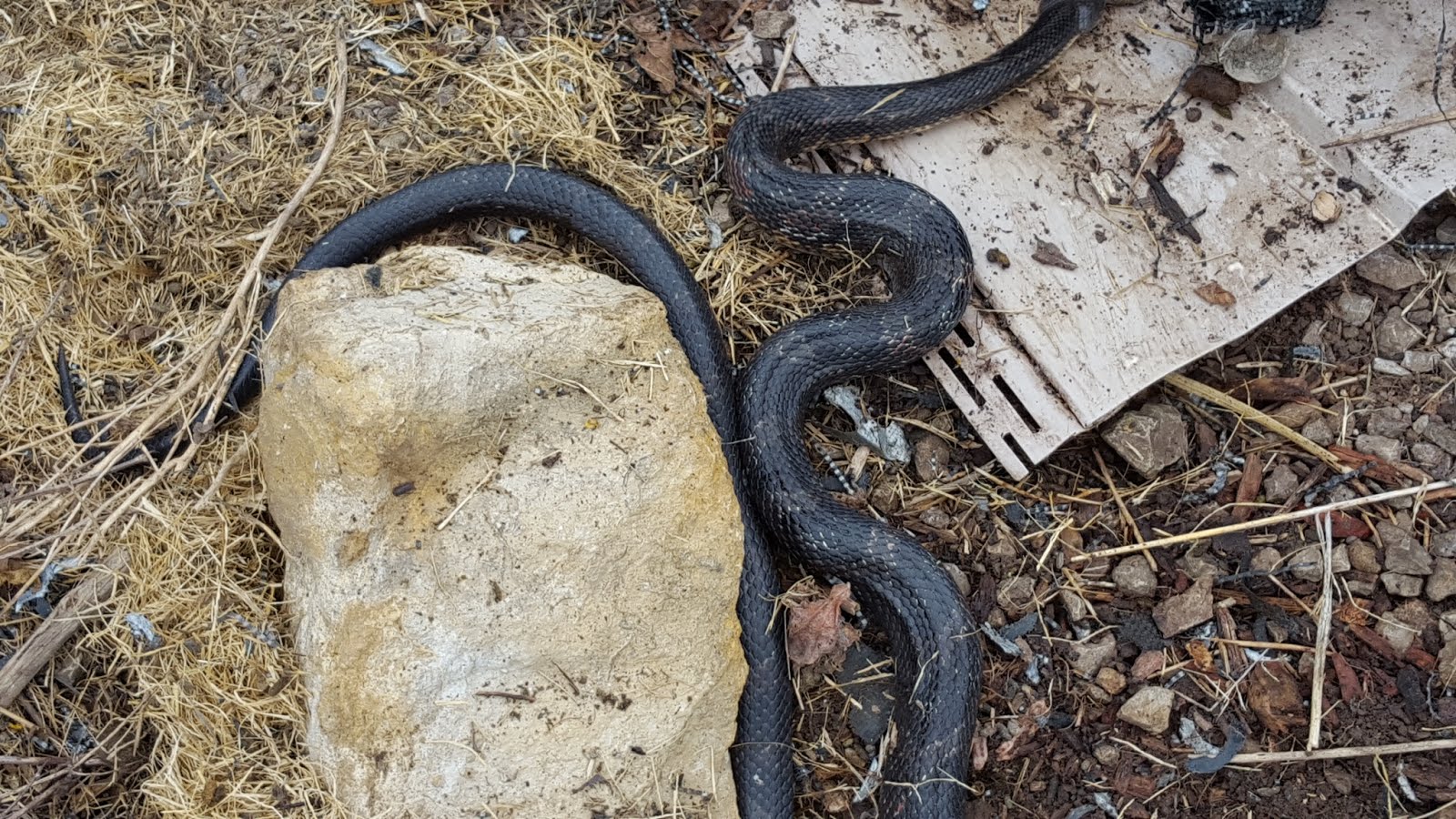 Living Alongside Wildlife: Snake Identification Challenge of the Week!