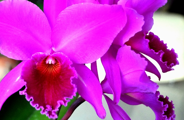 Beleza exótica das orquídeas toma conta da Casa José de Alencar