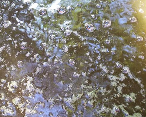 Ramlahbinuang Penyebab Dan Cara Mengatasi Kolam Lele Berbusa