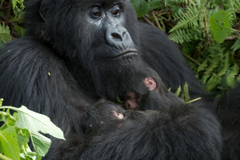 gorilla tracking rules, regulations
