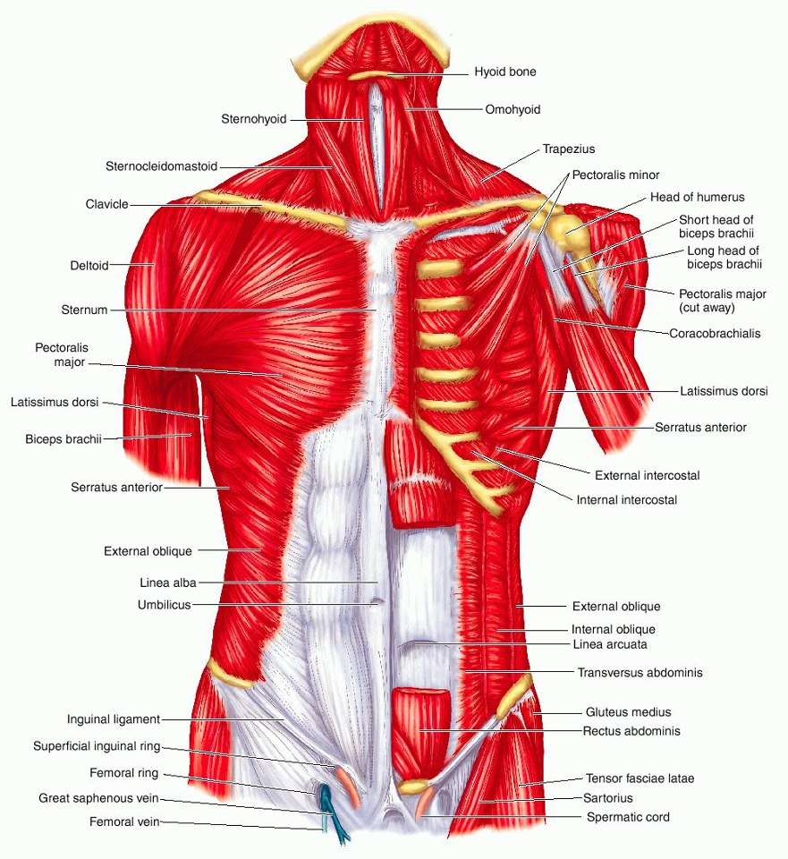 Передняя часть человека. Мышцы туловища груди живота спины. Мышцы туловища анатомия латынь. Мышцы грудины анатомия Синельников.