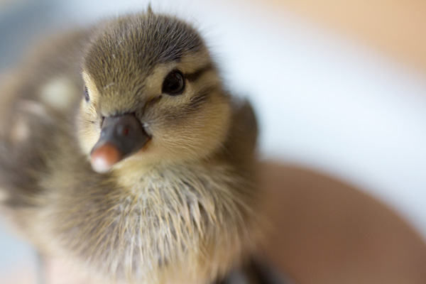 baby-duck-swimming-001.jpg