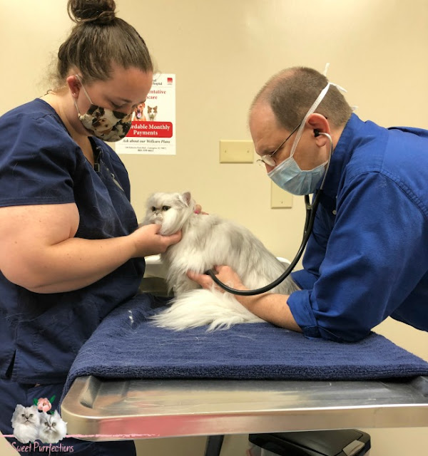 Persian cat being examined by vet