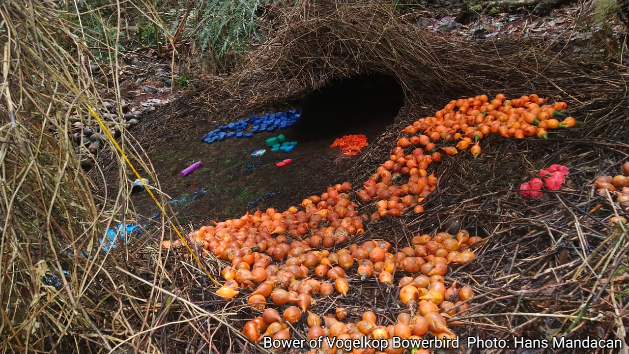 DPD HPI PAPUA BARAT: Atraksi Wisata Alam di Pegunungan Arfak