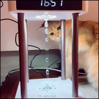 Funny Cat GIF • Cat totally confused by a Hydralamp >> Anti gravity water drop lamp. Weird and magic! [ok-cats.com]
