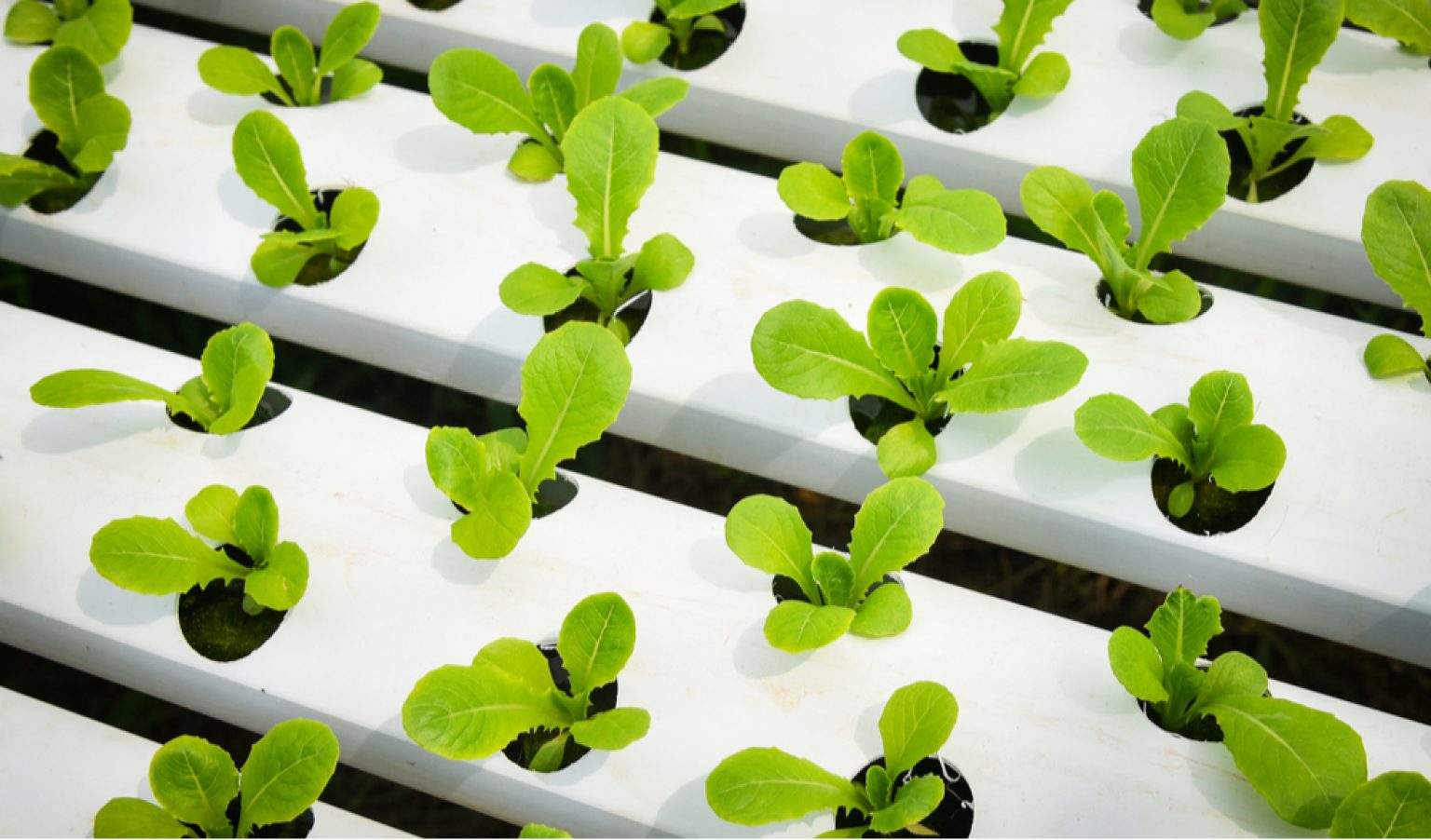 Computer Tips & Tricks What is hydroponic? The primary hydroponic systems