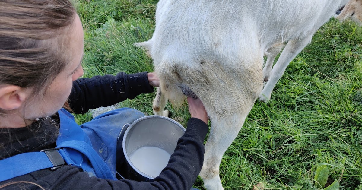 How to milk a goat in 30 seconds video