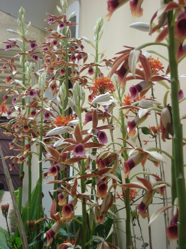 Todo dia é dia de jardinar: Orquídea Capuz de freira