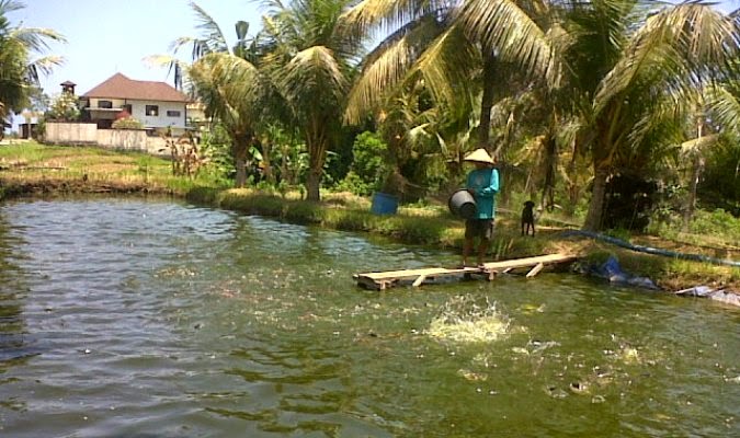 Wah..Petani di Tabanan Kembangkan Lele Piton