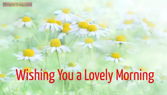 Good Morning Flowers Download Image Good Morning Flowers Download Image