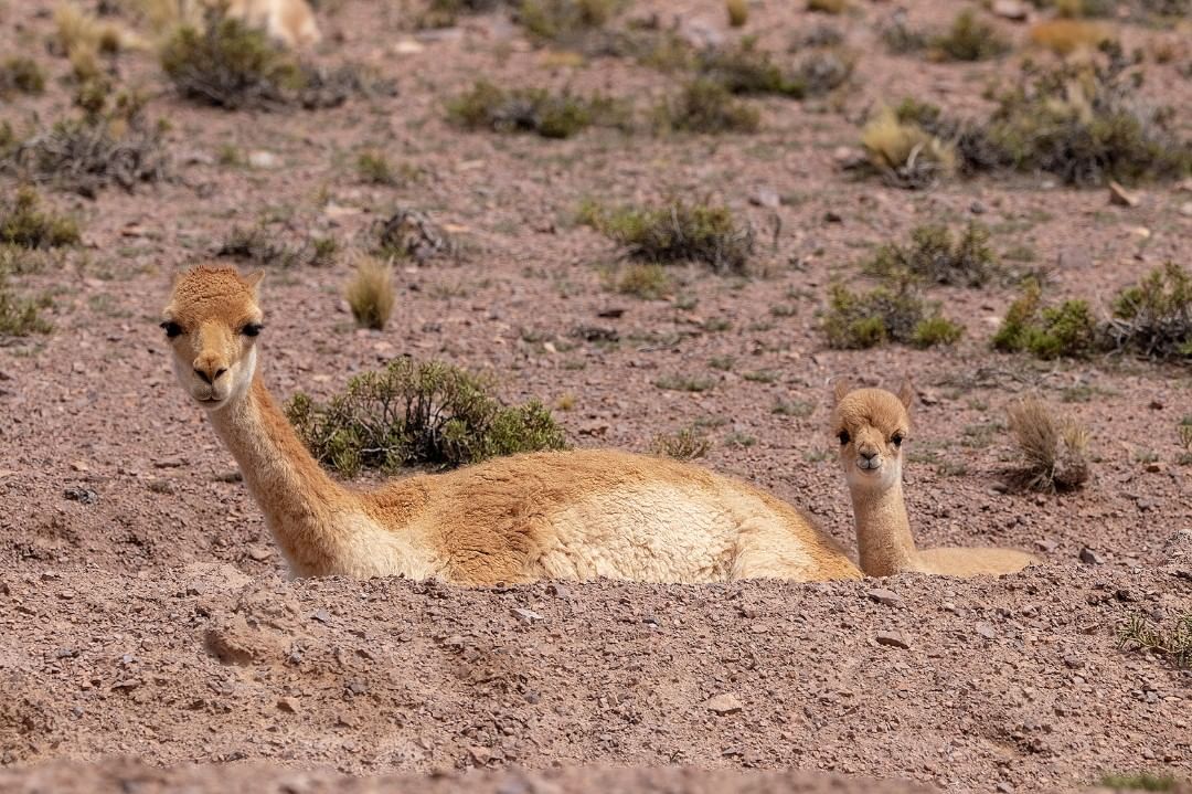 La Vicuna Del Peru La Lana Mas Fina Del Mundo Bayi Vicuna Dan