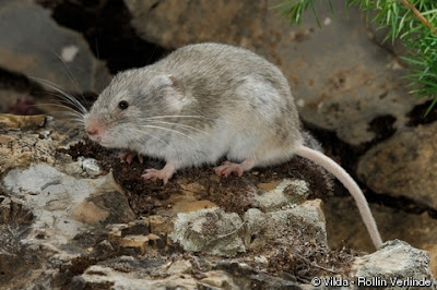 European snow Vole