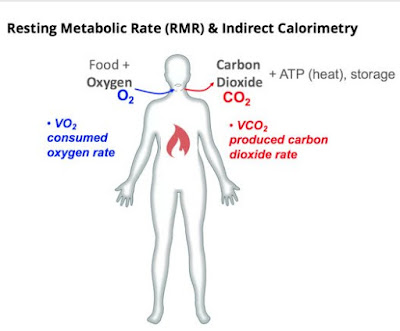 The decrease in resting metabolic rate 
