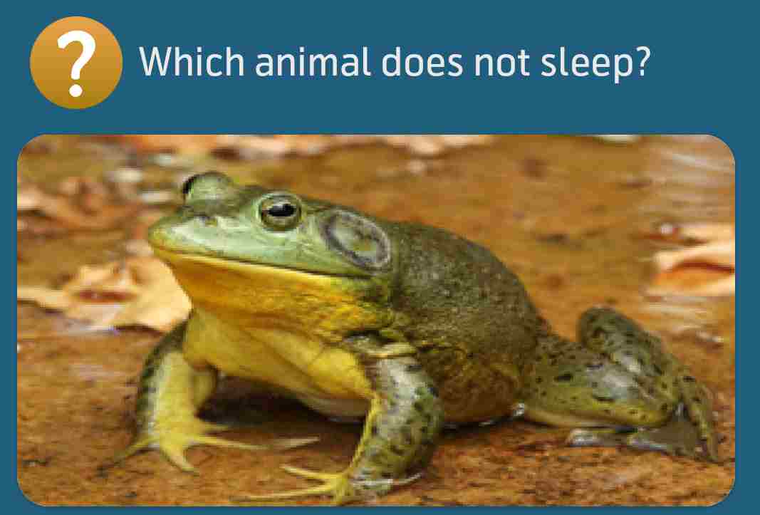 Which animal does not sleep?