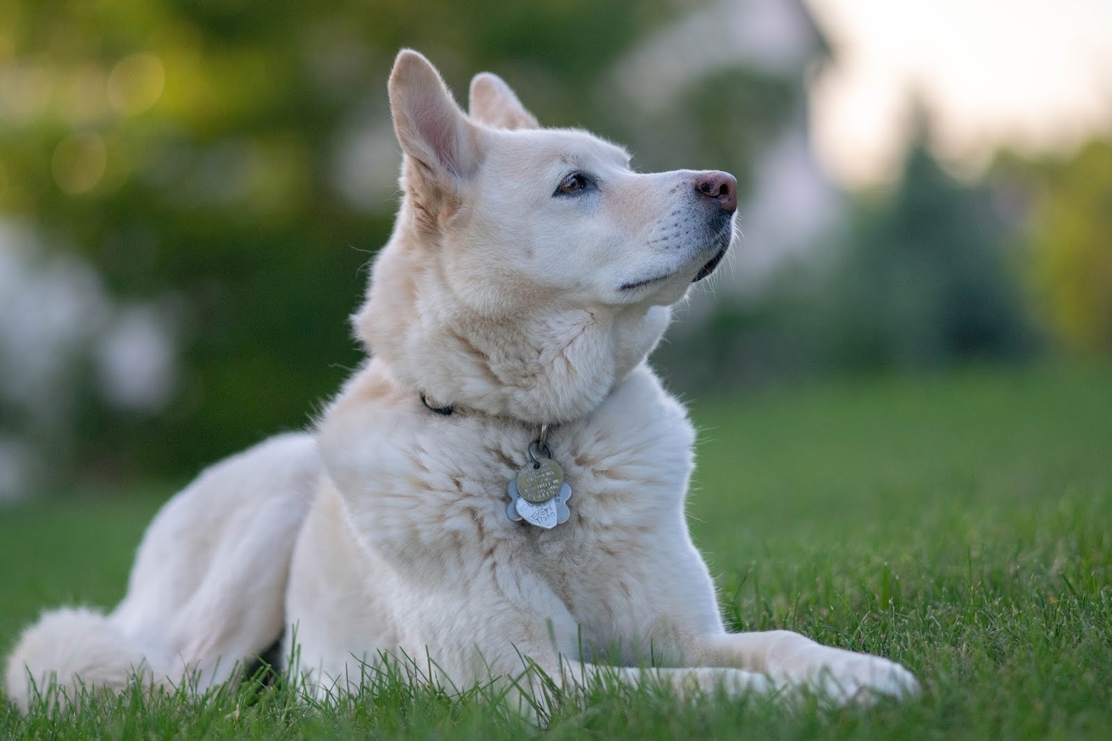 köpek resimleri köpek resimleri