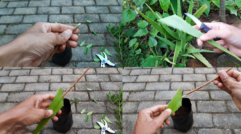 Gambar Tanaman Pucuk Merah