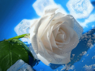 Resultado de imagen para gifs rosas blancas