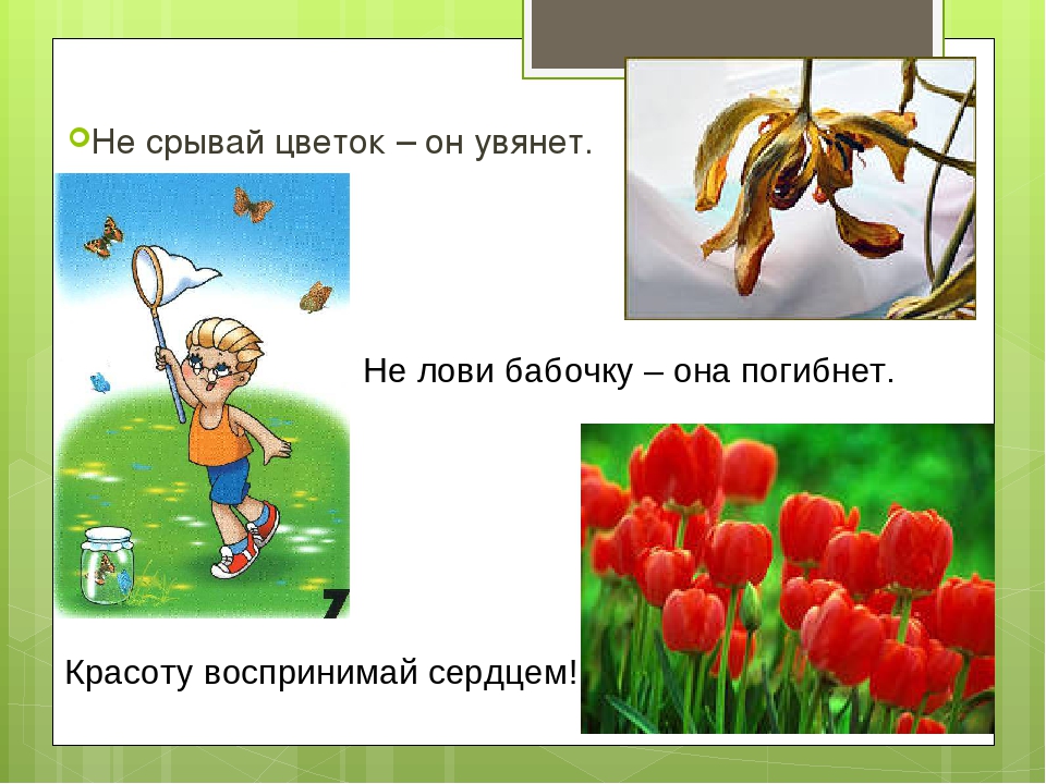 окружающий мир 1 класс. окружающий мир почему мы не будем. почему мы не будем рвать цветы и ловить бабочек. окружающий мир почему мы не будем. клевер короставник нивяник лютик таволга ромашка.