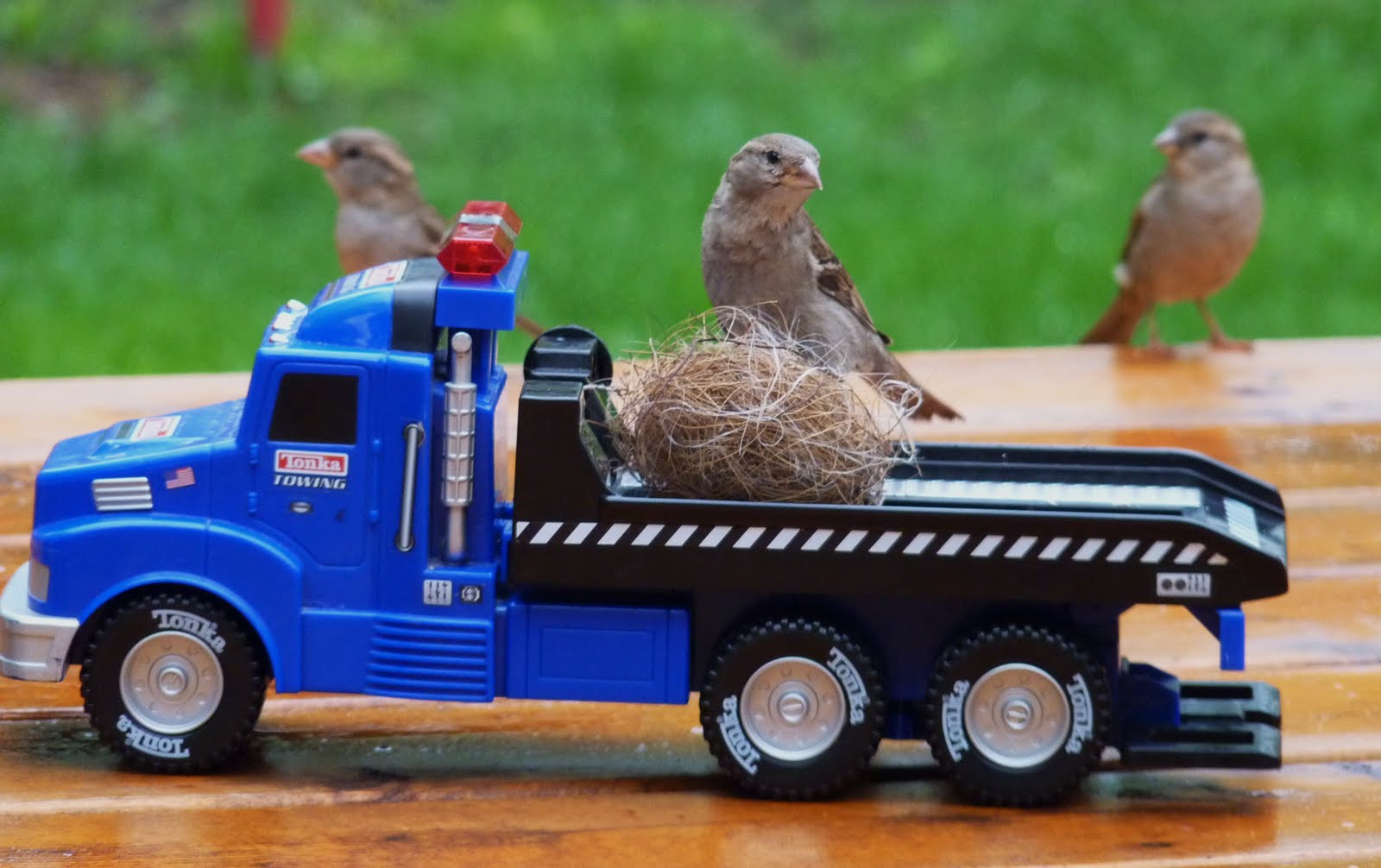 Minneapolis Backyard Birds Jeanasina's Crazy Stuff How to Move a