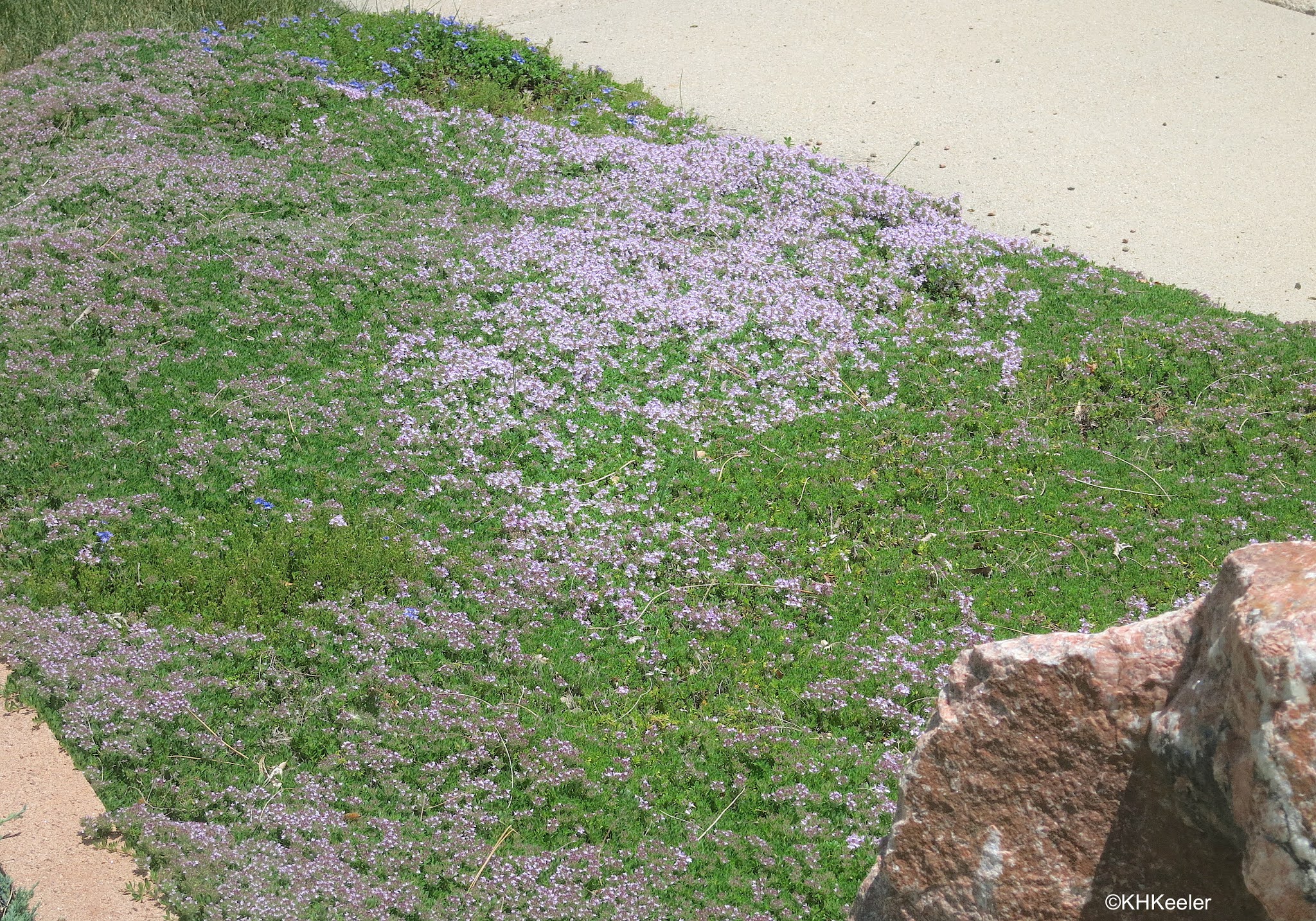 A Wandering Botanist Grass Lawns and Lawn Weeds
