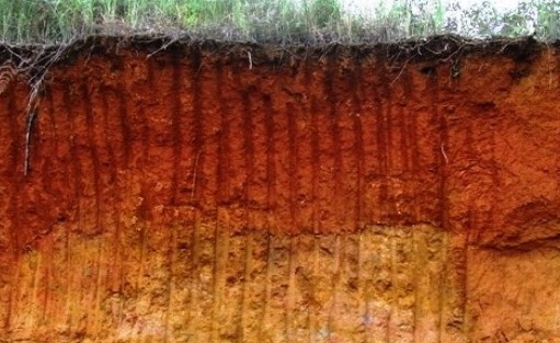 Pengertian Tanah Podzolik Merah Kuning Adalah : Ciri-ciri