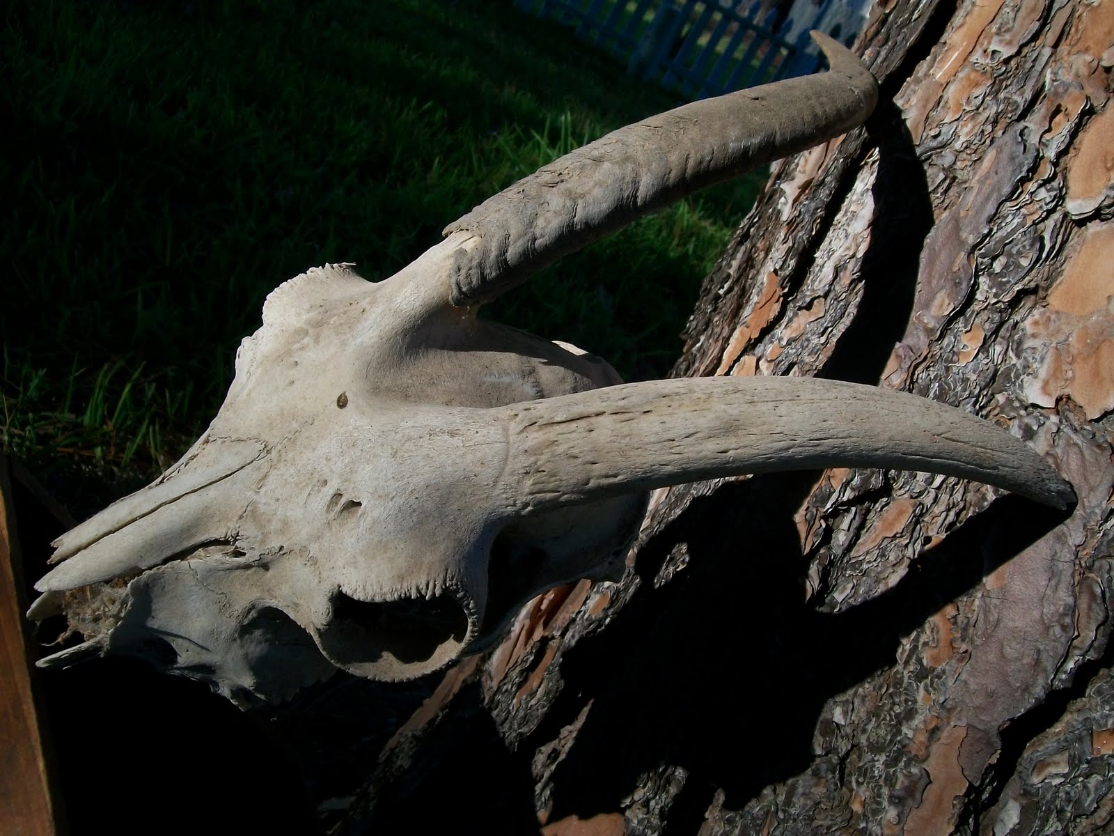 Estate Sale Services 409.750.3688 Roland Dressler Goat Skull Horns 10