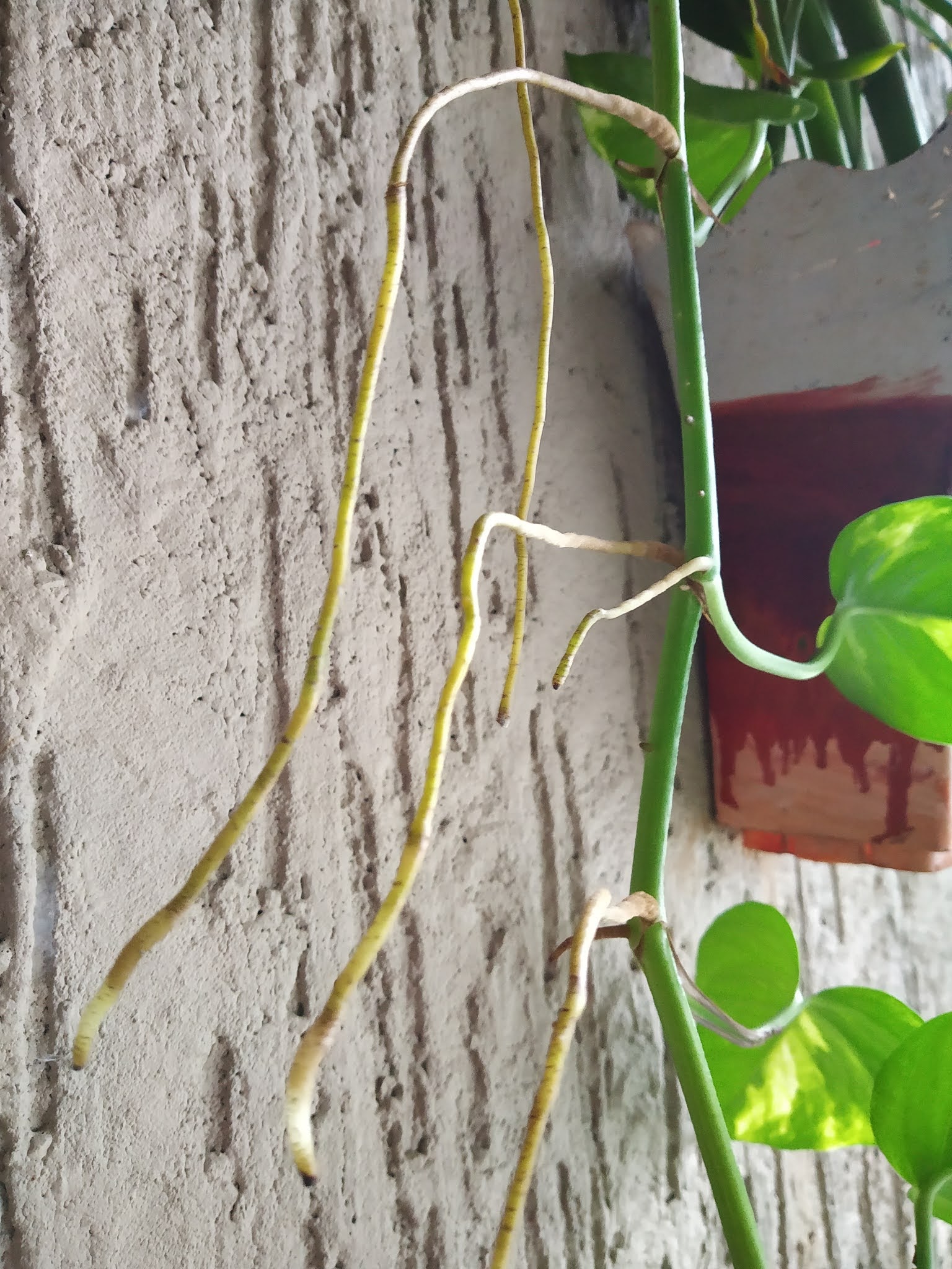 Garden Care Simplified Money plant Infinity technique, money plant