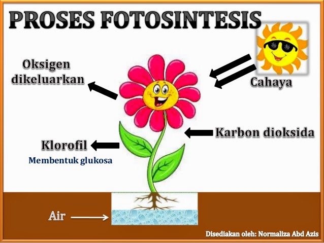 Proses Fotosintesis pada Tumbuhan Hijau | KAPSAINS