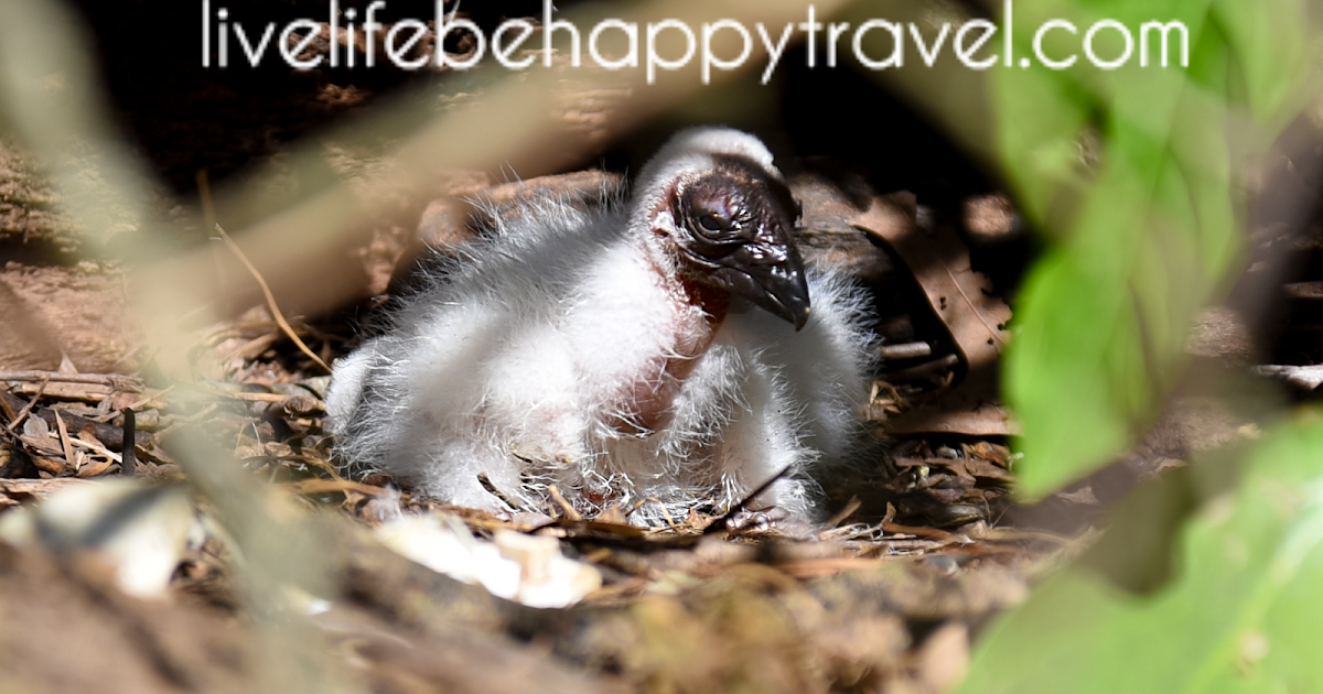 Life and Coconuts A Rare Find Turkey Vulture (Buzzard) Nest
