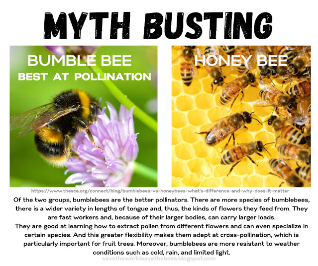 best pollinator honey bee or bumble bee