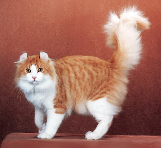 tips merawat kucing berbulu panjang