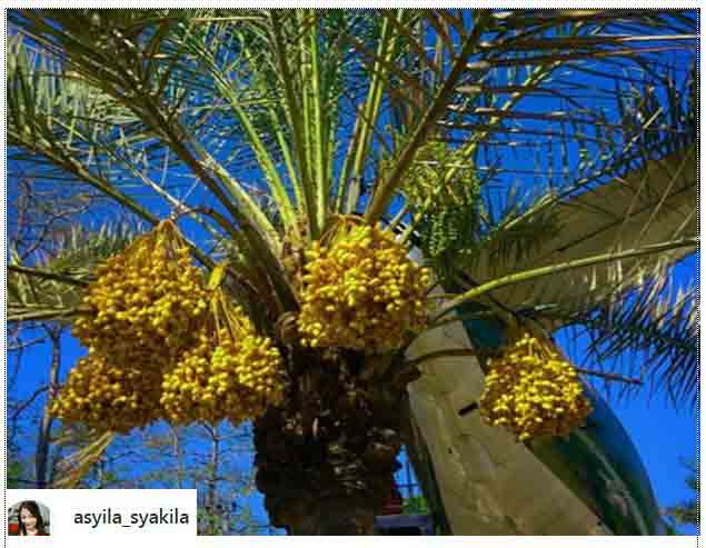 Tiket Masuk Kebun Kurma Pasuruan